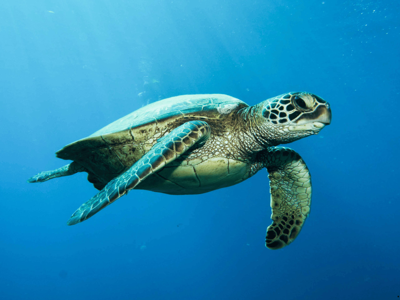 Sostenibilidad 13 ESG 海龜
