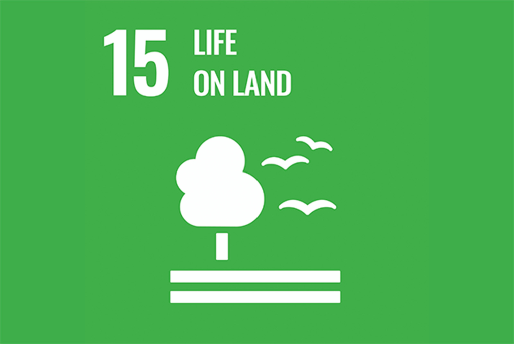 Sostenibilidad 10 SDGs 15