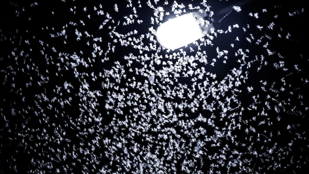 7 Claves para Entender si las Luces LED Atraen Insectos y Cómo Mantenerlos a Raya